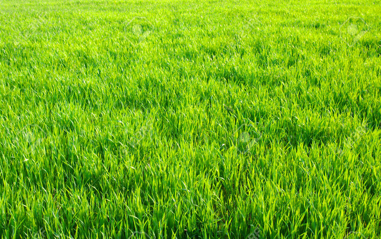 Fond Vert Gazon Fraichement Tondu Banque D Images Et Photos Libres De Droits Image