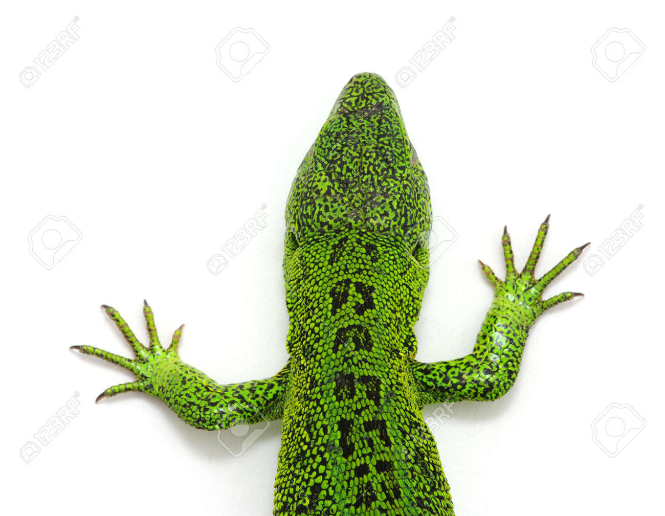 etiam-dictum-ipsum-a-felis