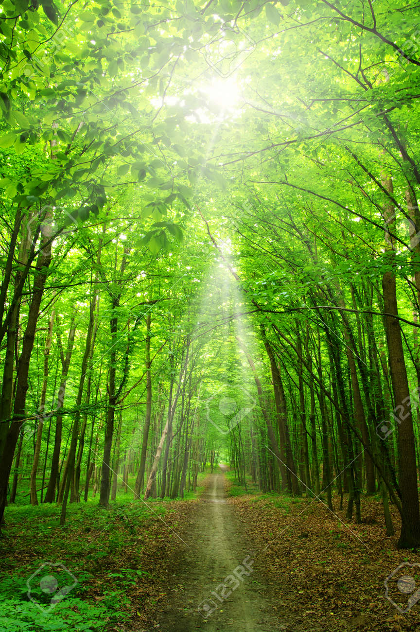 太陽の光が緑の森林 の写真素材 画像素材 Image