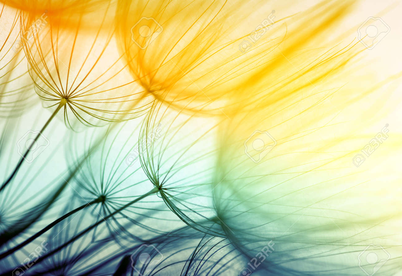 Dandelion seed in golden sunlight - 39695958 Dandelion seed in golden sunlight - 39695958