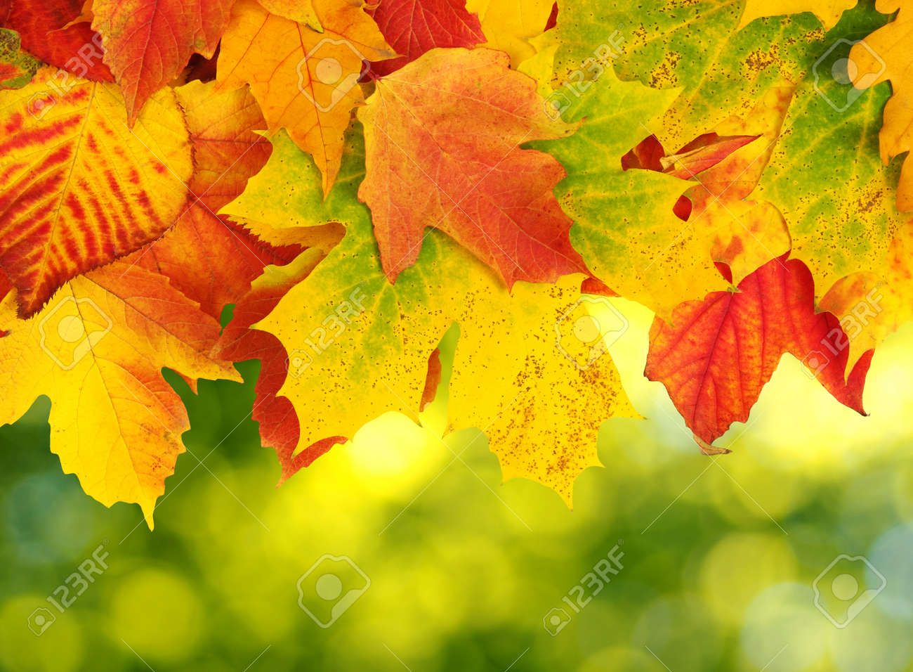 fall autumn leaves background a tree branch with autumn leaves