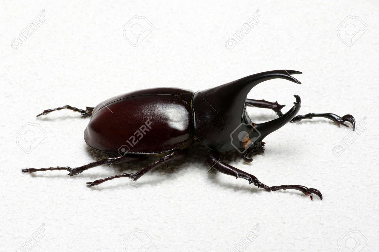 カブトムシ Rhino カブトムシ ヘラクレスオオカブト ユニコーンのカブトムシ カブトホーン の写真素材 画像素材 Image