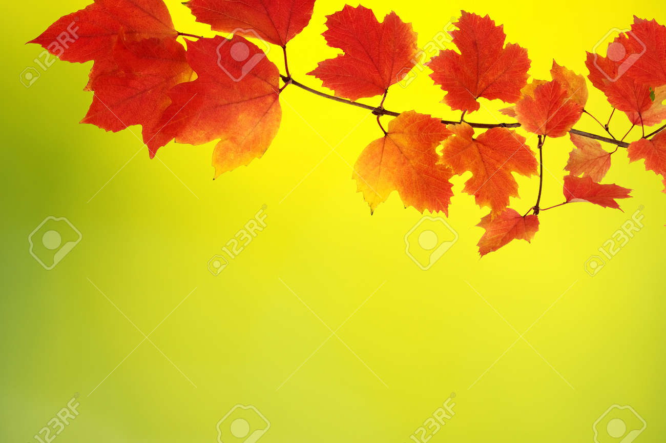 fall autumn leaves background a tree branch with autumn leaves
