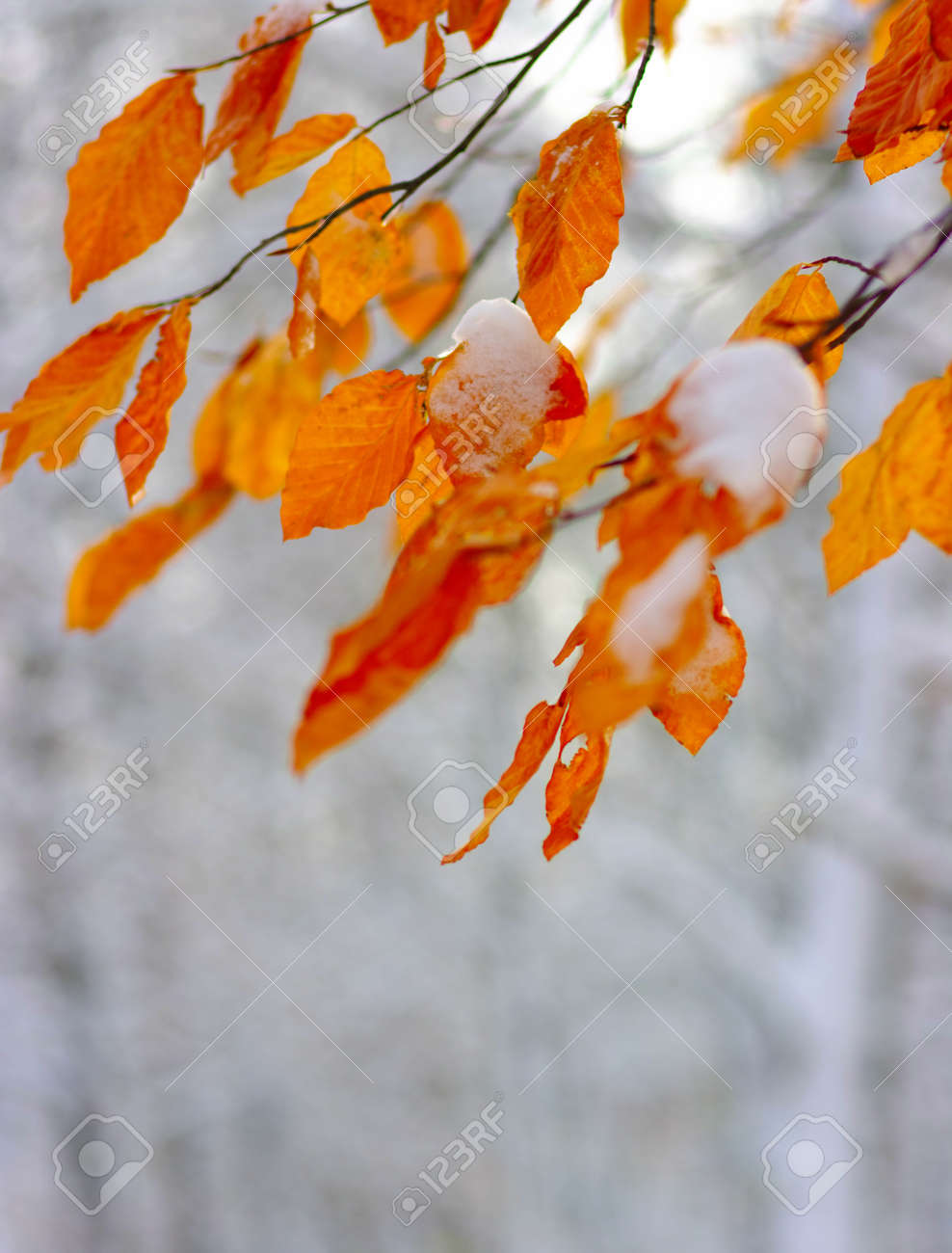 Immagini Stock Foglie Gialle Nella Neve Fine Autunno E Inizio Inverno Priorita Bassa Vaga Della Natura Con Dof Poco Profondo Image