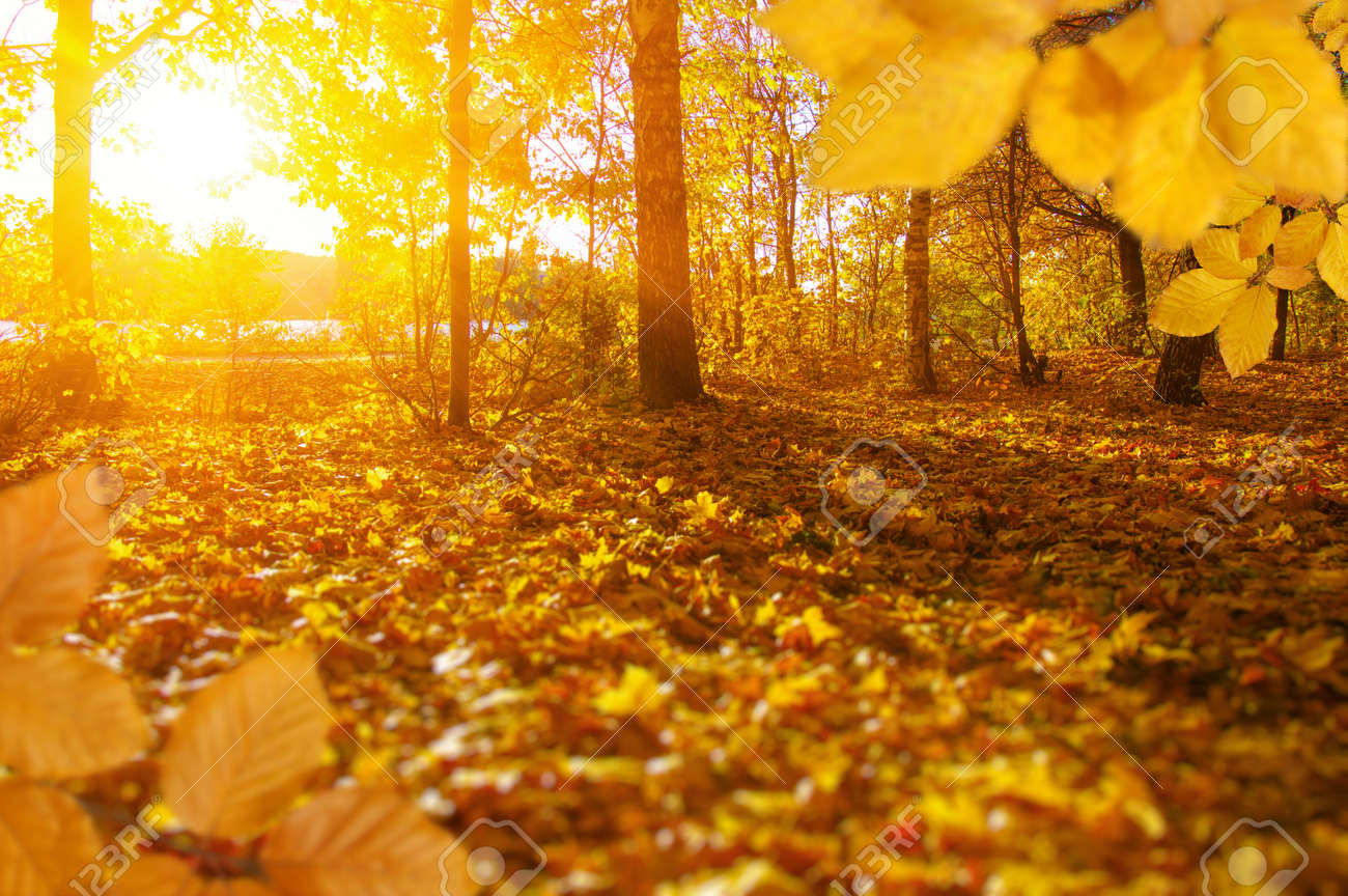 Herbstlaub Auf Der Sonne Und Den Unscharfen Baumen Herbst Hintergrund Lizenzfreie Fotos Bilder Und Stock Fotografie Image