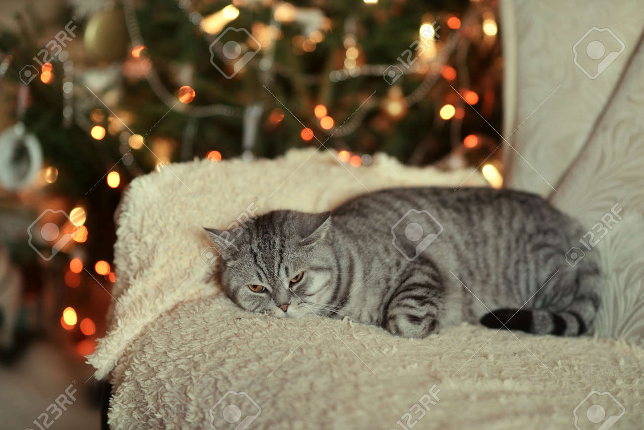 おもちゃやクリスマスのイルミネーションとクリスマス ツリーの近くの 