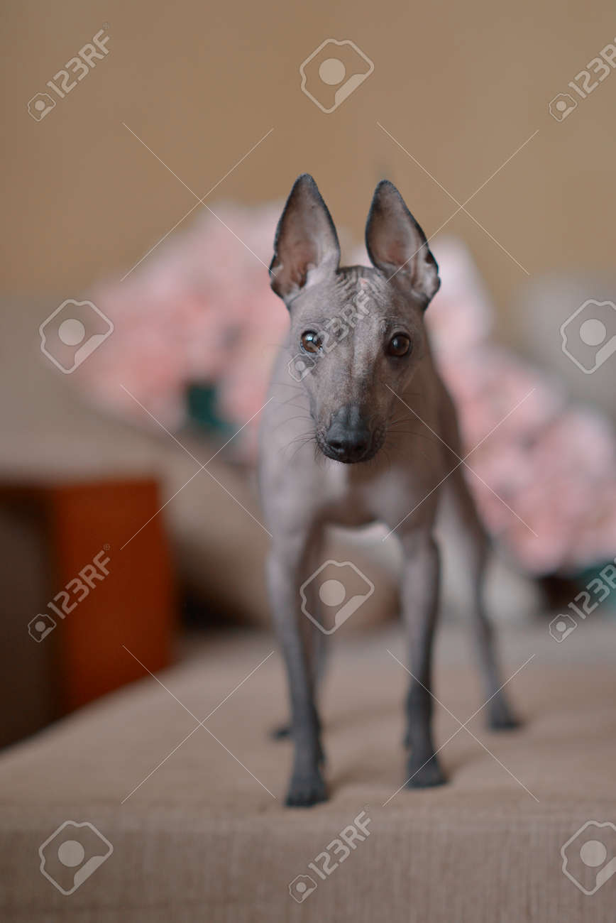 Breed bare