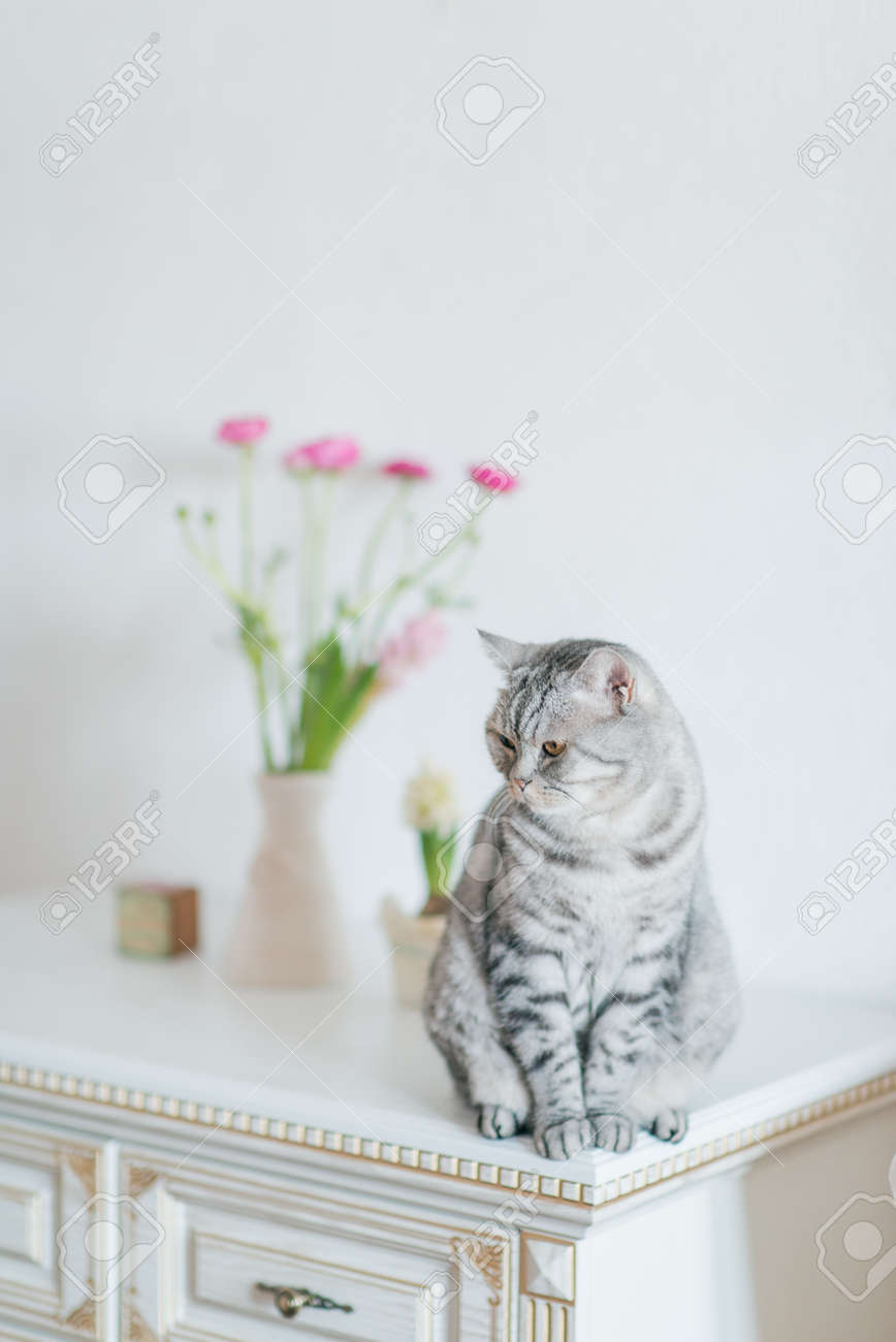 Dresseur Blanc Se Trouve Une Race Britannique De Chat Tigre Gris Et Un Vase De Fleurs Banque D Images Et Photos Libres De Droits Image