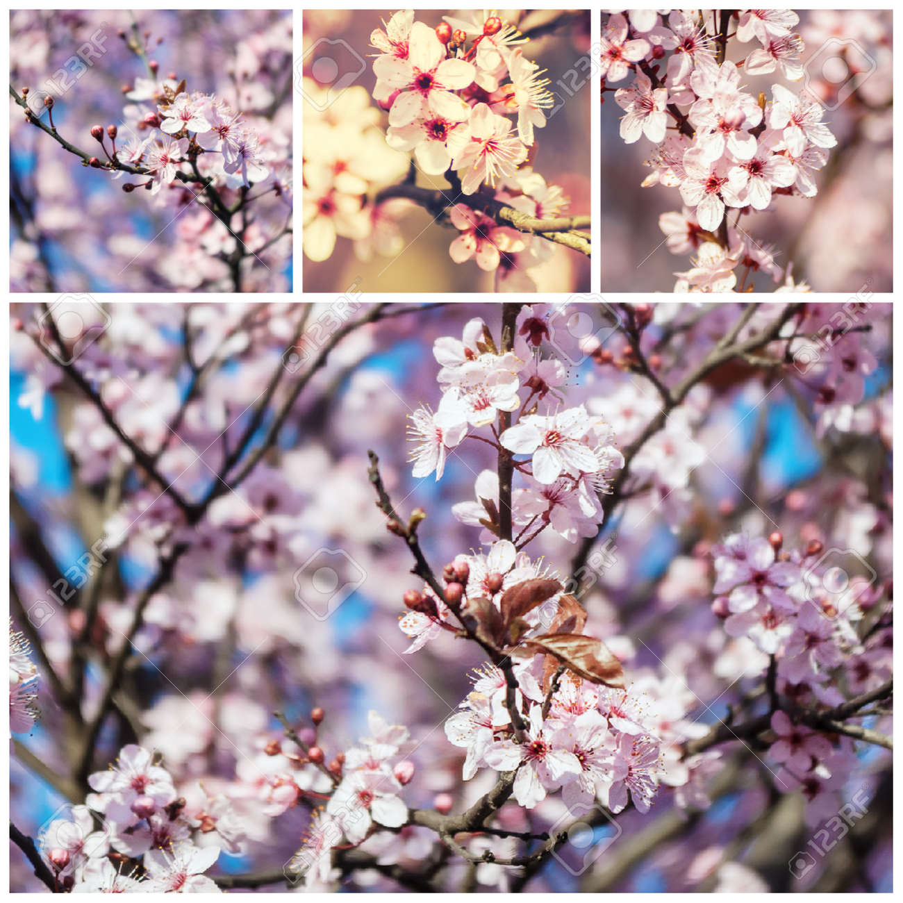 Arbre De Fleurs Floraison Rose Et Blanc Dans Le Parc Au Début Du Printemps Collage Saison