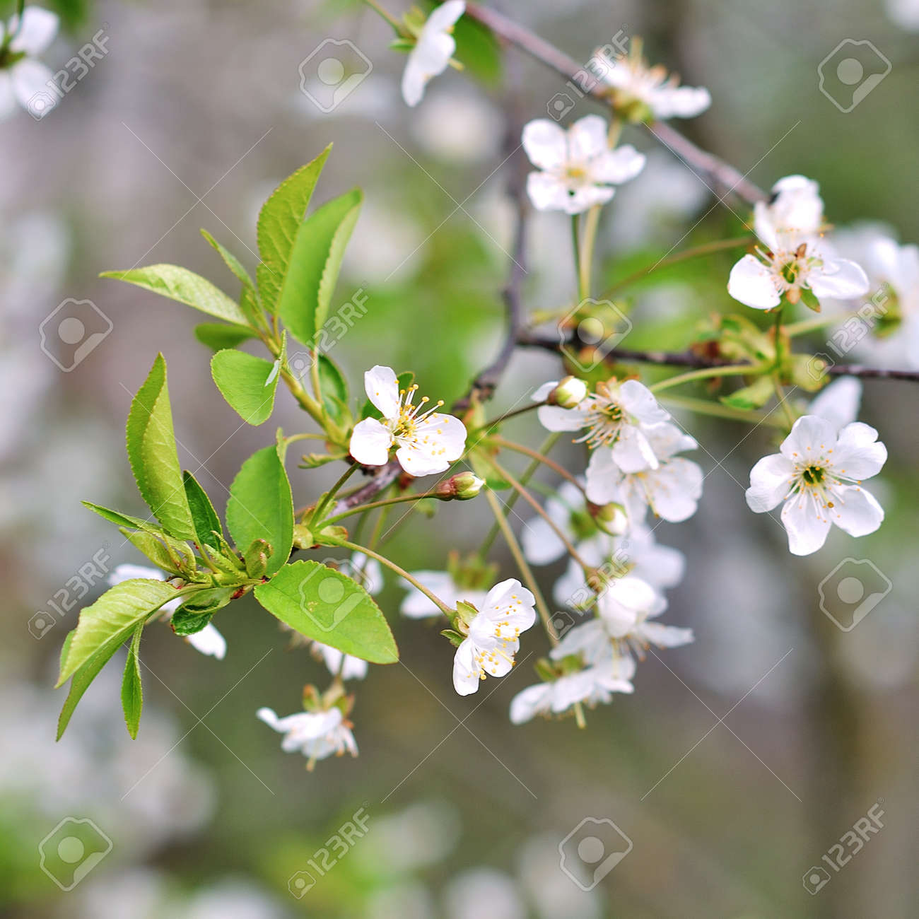 青空春白い花 春 の写真素材 画像素材 Image