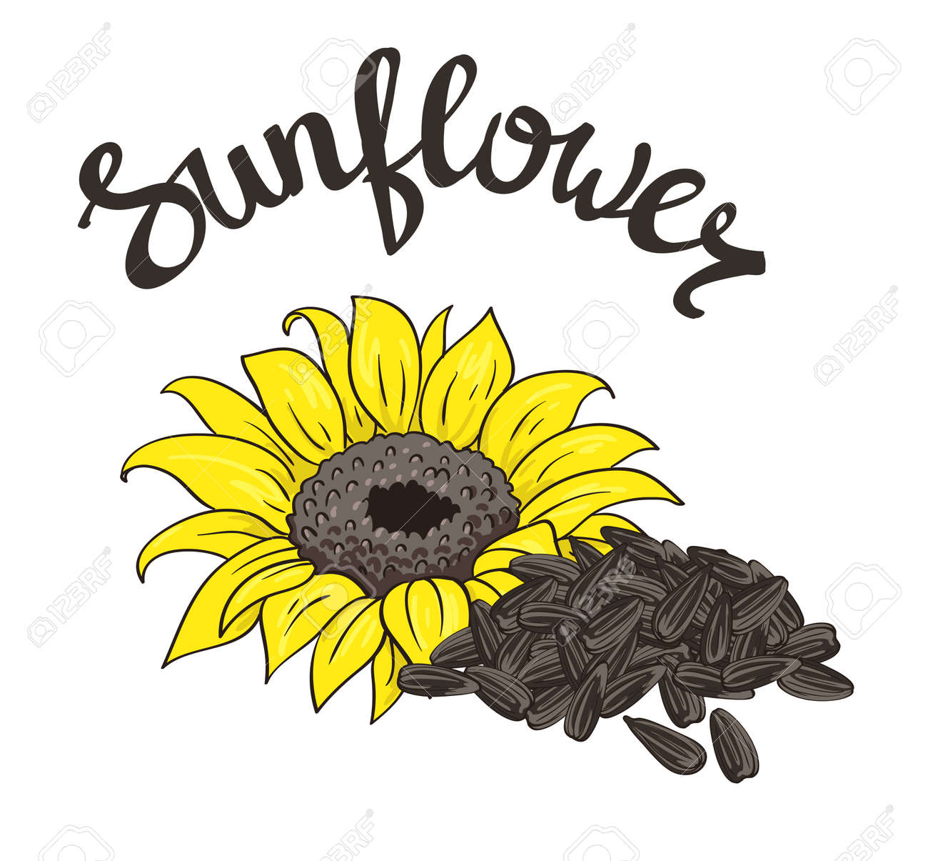 Vector Hand Drawn Yellow Sunflower And Sunflower Seeds Royalty Free Cliparts Vectors And Stock Illustration Image 70141776