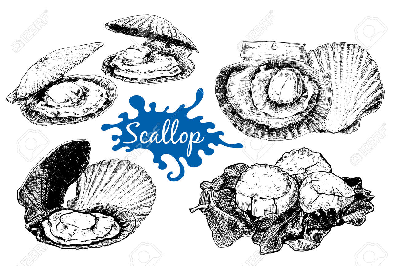 魚介類 ベクトル セット イカ カキ がん 小さなタコ サバ ホタテ イラスト ビンテージ テンプレート デザイン 海 ショップ レストラン 市場 手描き インク スケッチ のイラスト素材 ベクタ Image