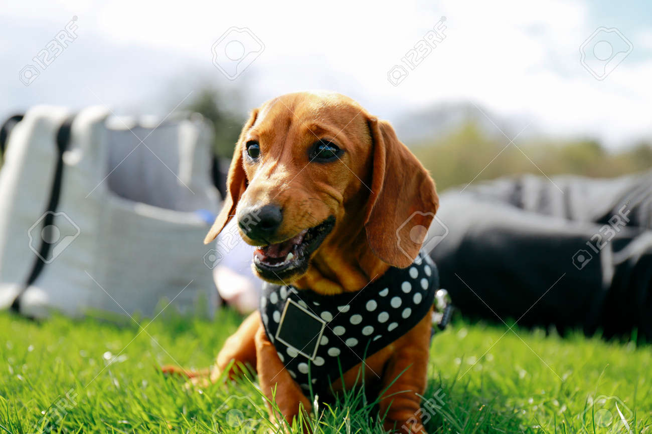 5 ヶ月古い公園 所有者およびバッグ バック グラウンド上で芝生の上でリラックスしたハーネスの黒いダックスフンド子犬を滑らか の写真素材 画像素材 Image