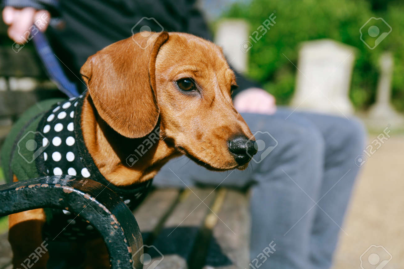 ダックスフンド子犬フリースのハーネスをその所有者と公園のベンチに座っています の写真素材 画像素材 Image