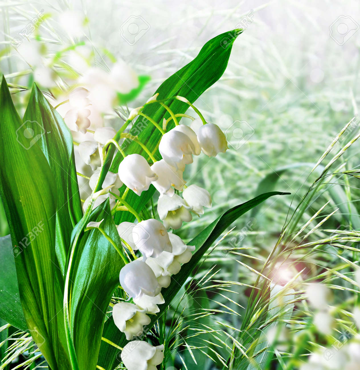 Lis de la vallée.。.:♡* Lis De La Vallée Banque D'Images et Photos Libres De Droits. Image