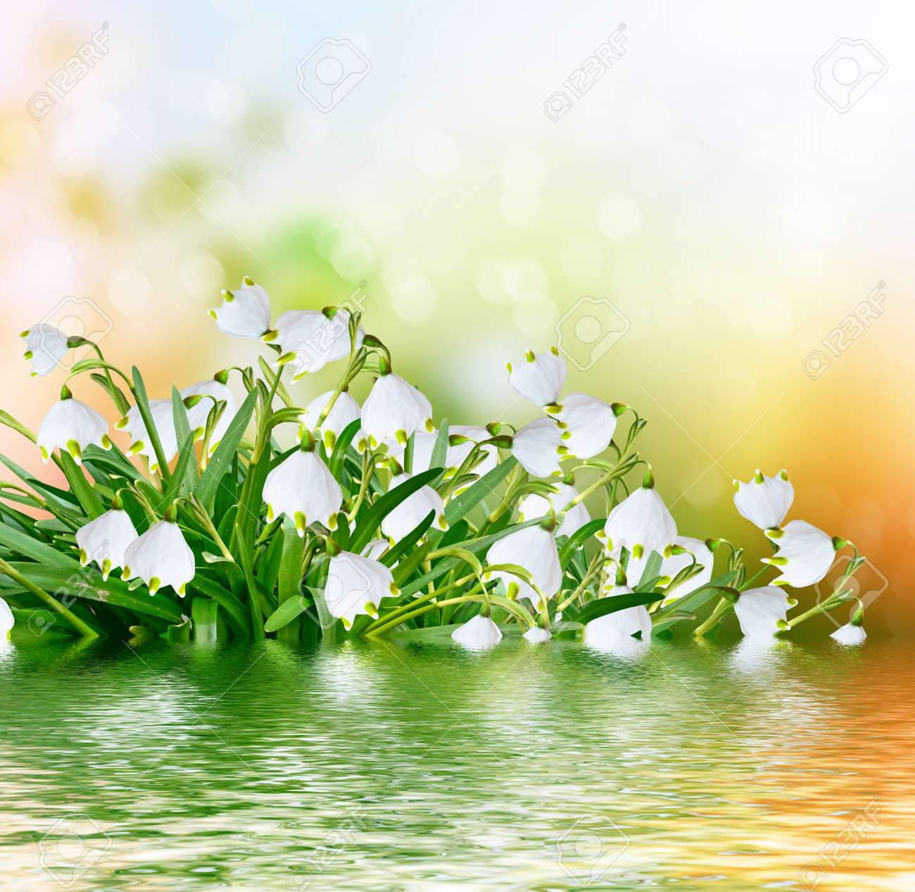 Spring Landscape Flowers Snowdrops Delicate Spring Flower Stock Photo Picture And Royalty Free Image Image