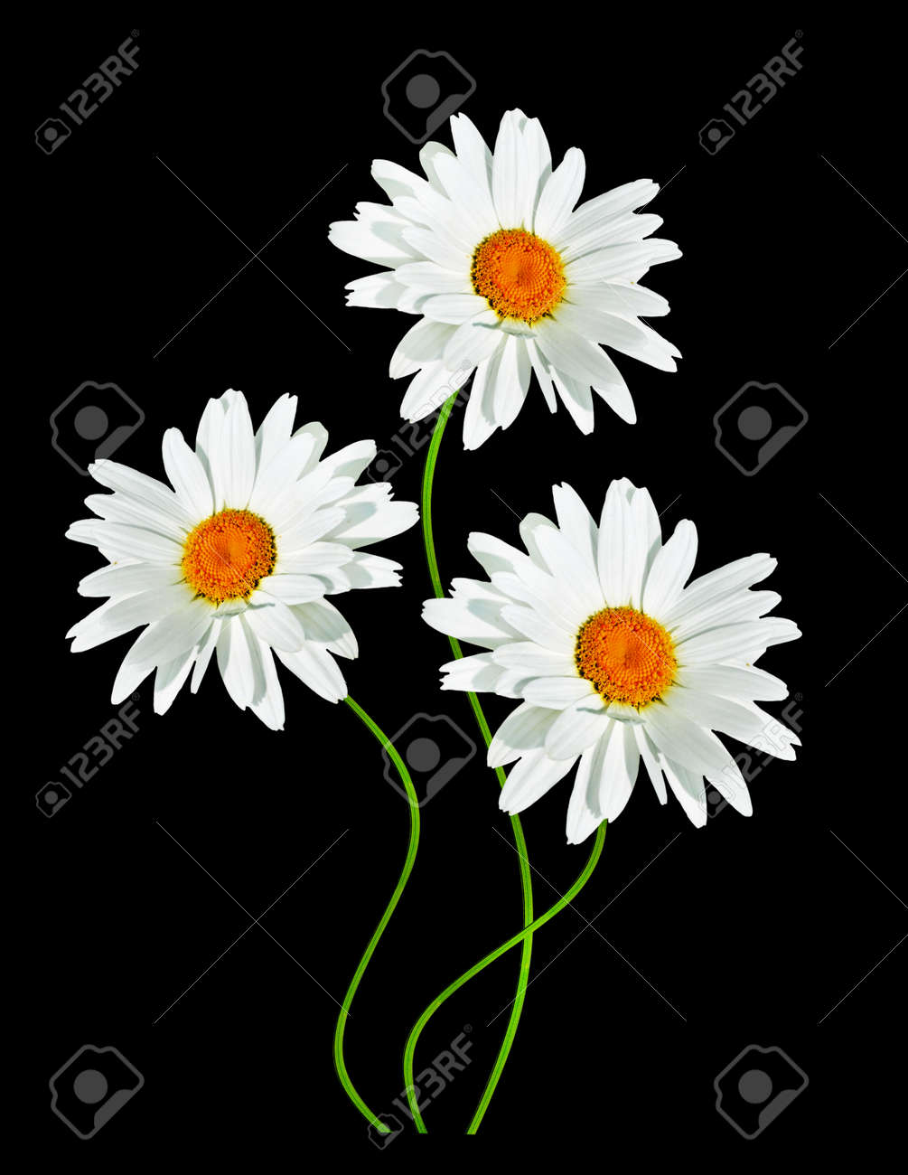 Marguerites été Fleur Blanche Isolé Sur Fond Noir Fleurs Blanches