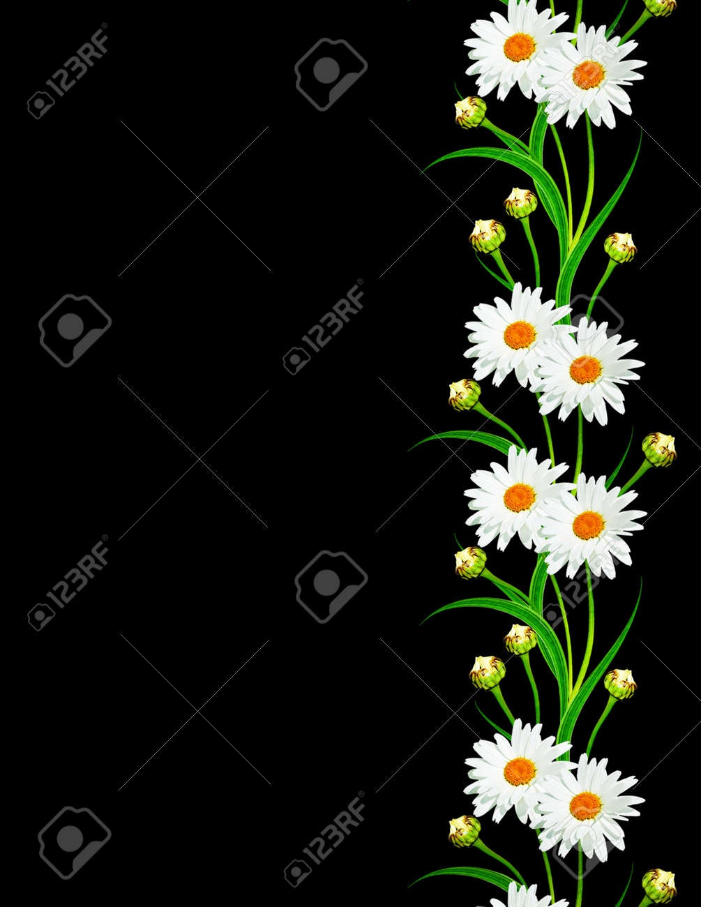 Marguerites été Fleur Blanche Isolé Sur Fond Noir Fleurs Blanches