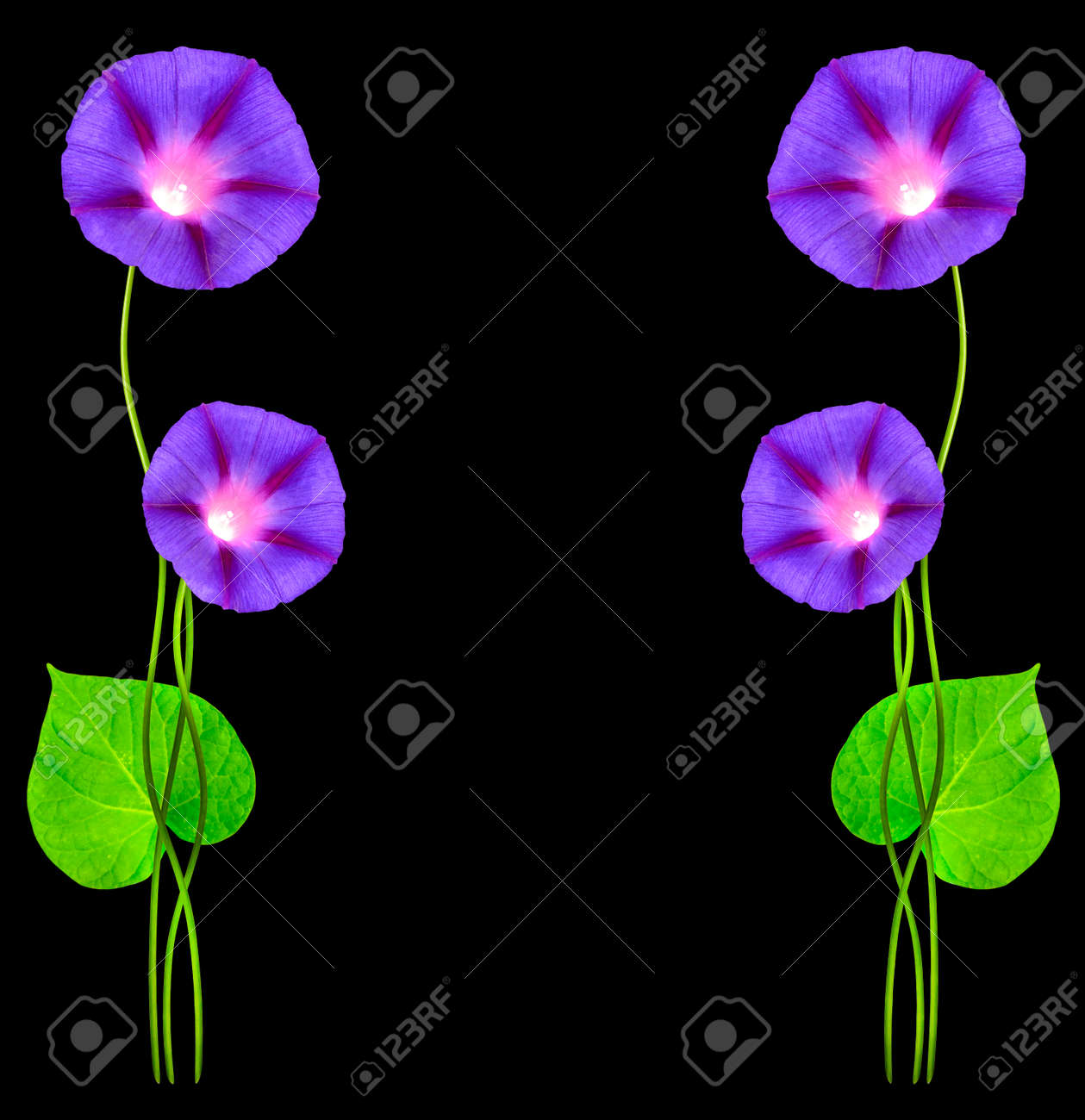 黒の背景に分離された秋のカラフルな朝顔の花 の写真素材 画像素材 Image