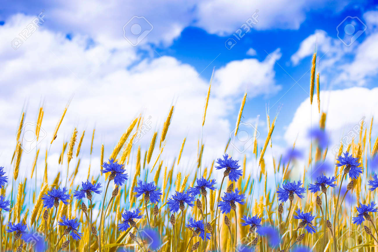 https://previews.123rf.com/images/alenalihacheva69/alenalihacheva691806/alenalihacheva69180600348/103020190-field-cornflower-blue-flowers-against-the-background-of-the-summer-landscape.jpg