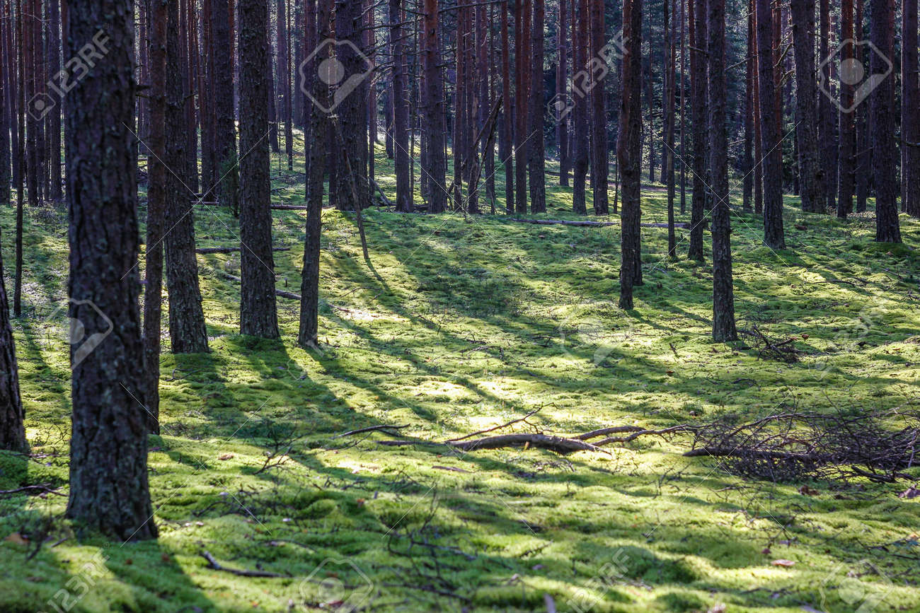 Morning Light >> Photo Of Morning Light In The Forest Morning Light >> Photo Of Morning Light In The Forest