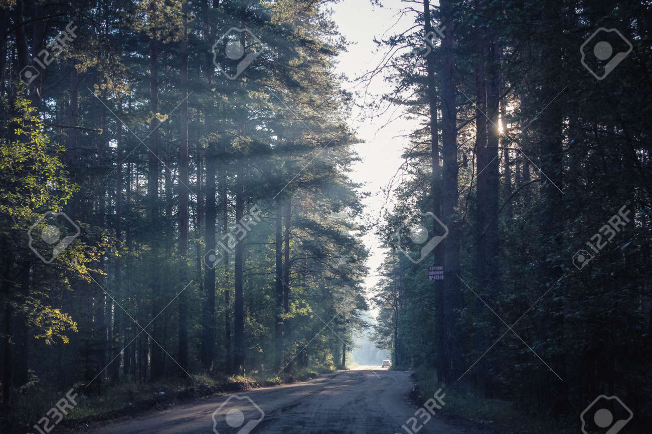 Morning Light >> Photo Of Morning Light In The Forest Morning Light >> Photo Of Morning Light In The Forest