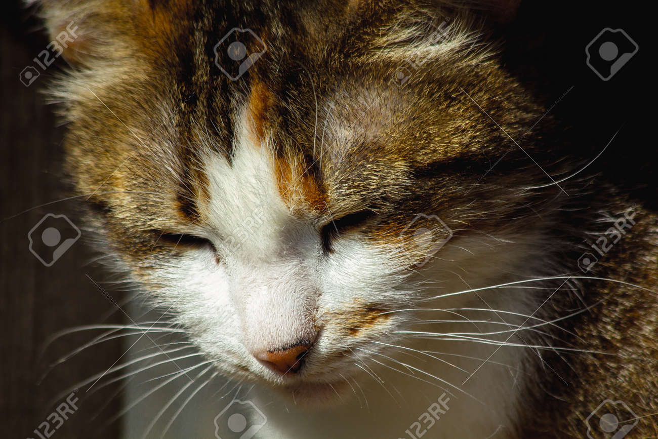etiam-dictum-ipsum-a-felis