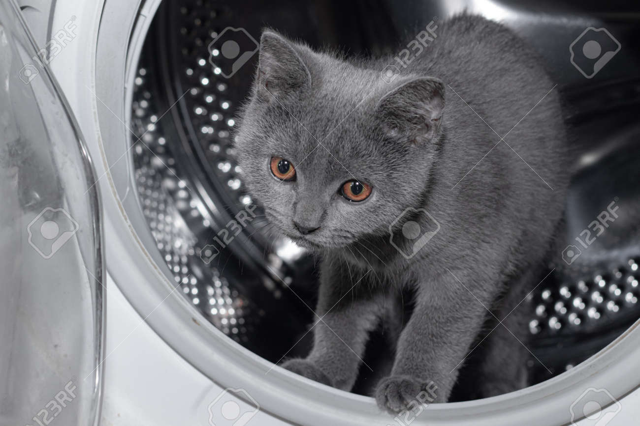 cat washing clothes