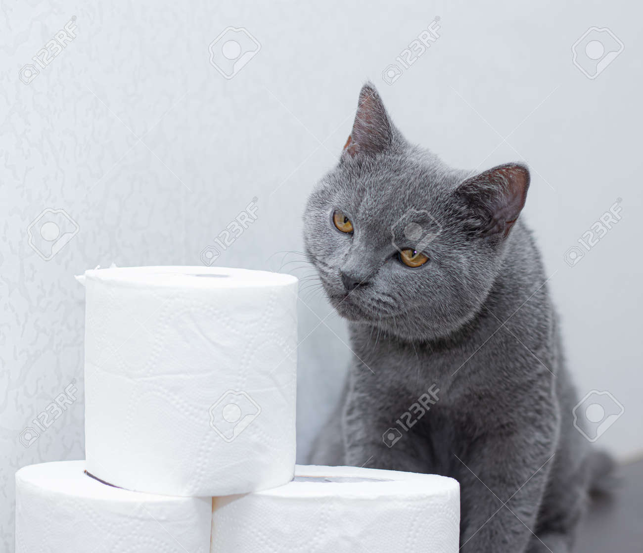 Cat And Toilet Paper The General Panic On The Stock Of Paper The Lack Of Toilet Paper Grey British House Cat Stock Photo Picture And Royalty Free Image Image 143220617