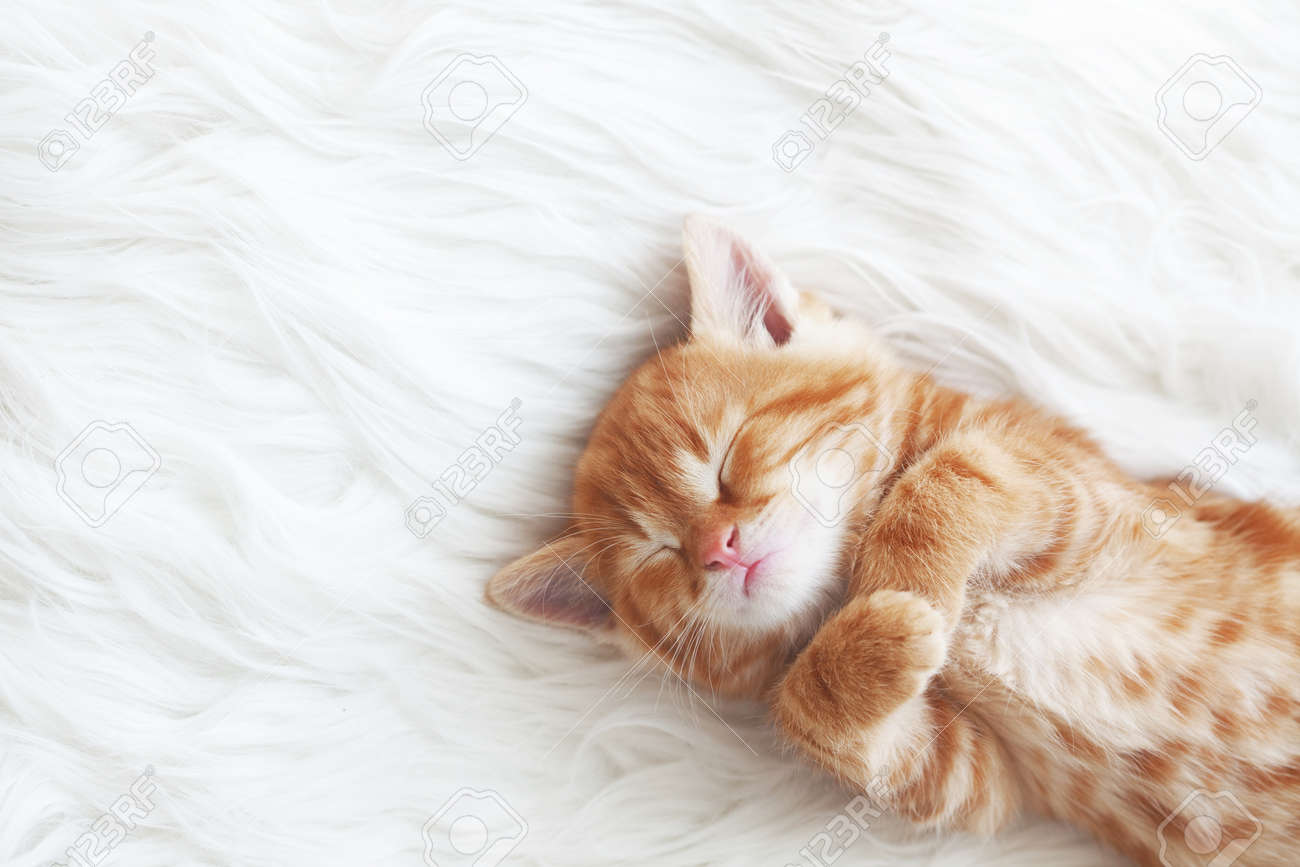 かわいい子猫赤い白い毛皮の毛布で眠る の写真素材 画像素材 Image