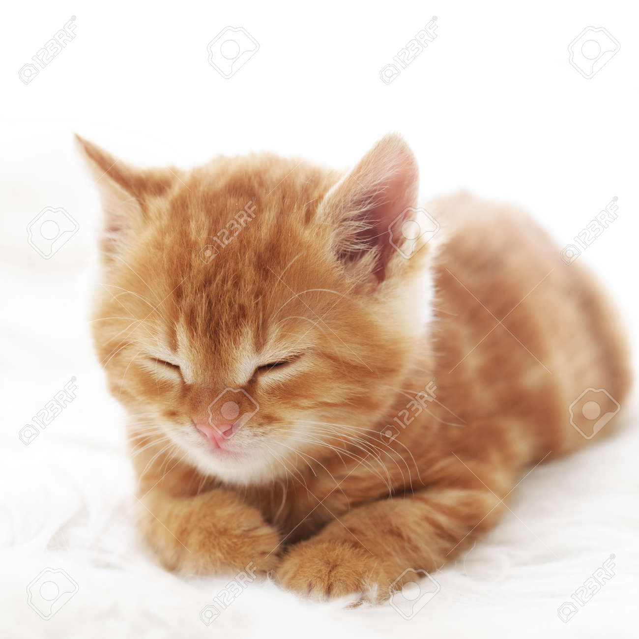 かわいい子猫赤い白い毛皮の毛布の上にあります の写真素材 画像素材 Image かわいい子猫赤い白い毛皮の毛布の上にあります の写真素材 画像素材 Image