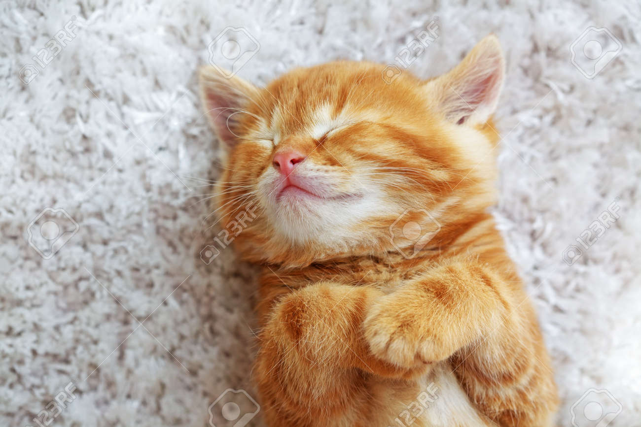 welsh corgi breeders