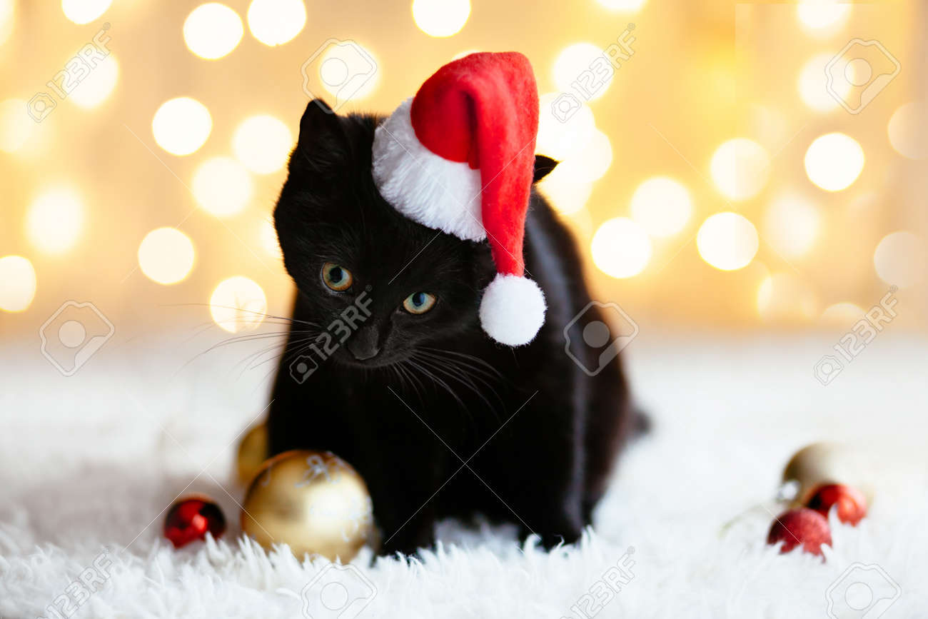cat with xmas hat