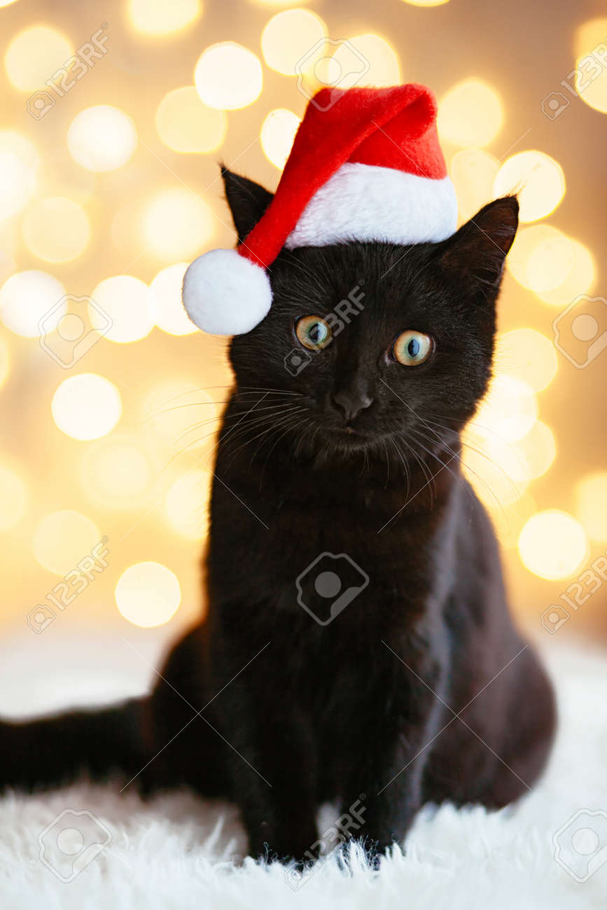 cat with xmas hat