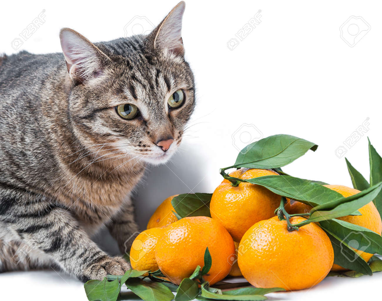 Tabby Cat And Tangerines Stock Photo Picture And Royalty Free Image Image 54217851