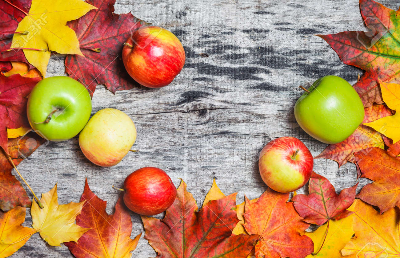 秋のもみじと古い木の板に散らばってりんご の写真素材 画像素材 Image