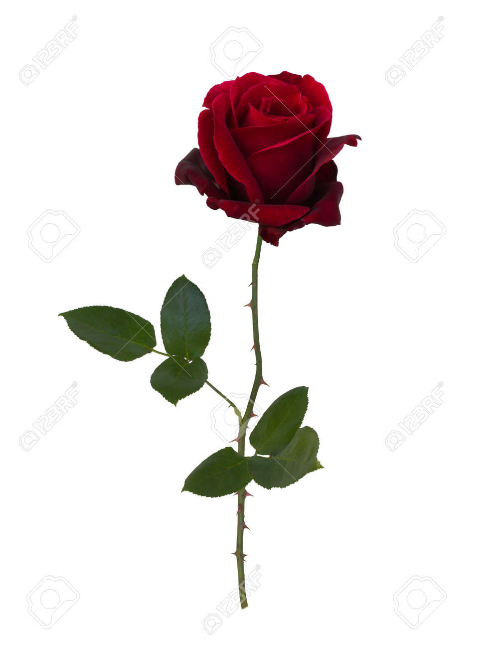 Dark red rose isolated on white background - 47912866 Dark red rose isolated on white background - 47912866