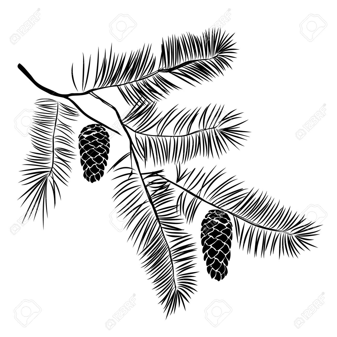 hand drawn pine tree branch isolated on white background ink