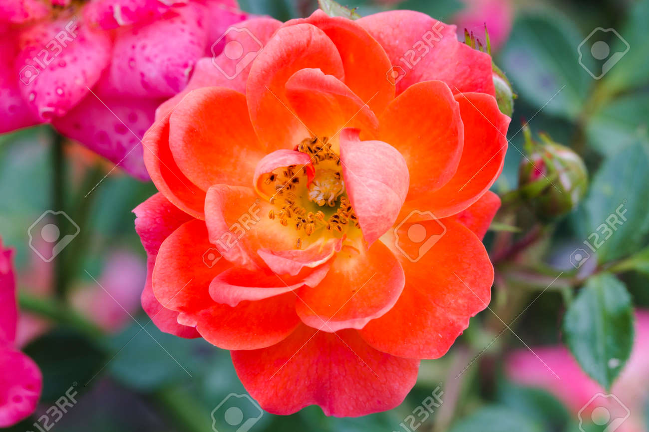 庭のバラ 背景の美しい壁紙 の写真素材 画像素材 Image 5939