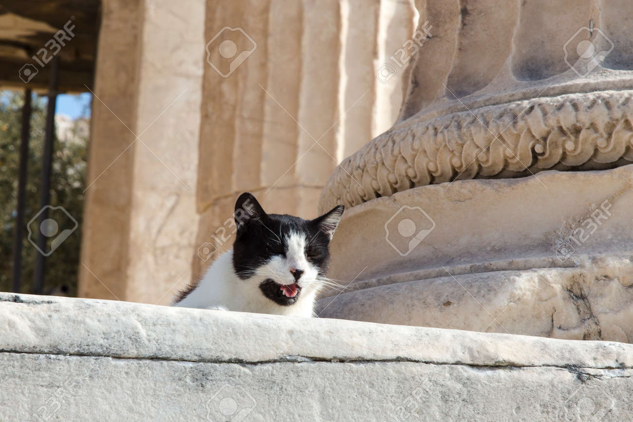 etiam-dictum-ipsum-a-felis