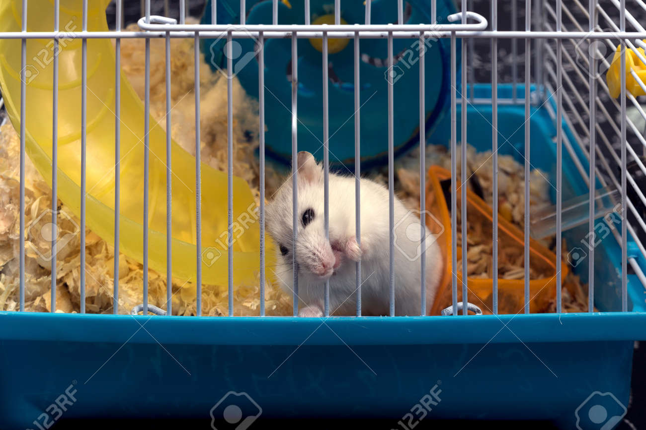 Premium AI Image A hamster with long whiskers is standing on a