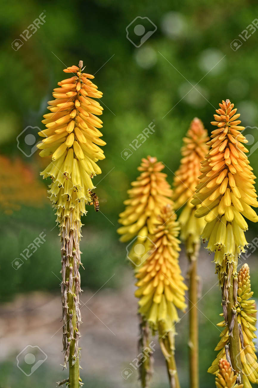 Veronica First Love Speedwell Flower In Nature In California Stock Photo Picture And Royalty Free Image Image 56880731 123rf com