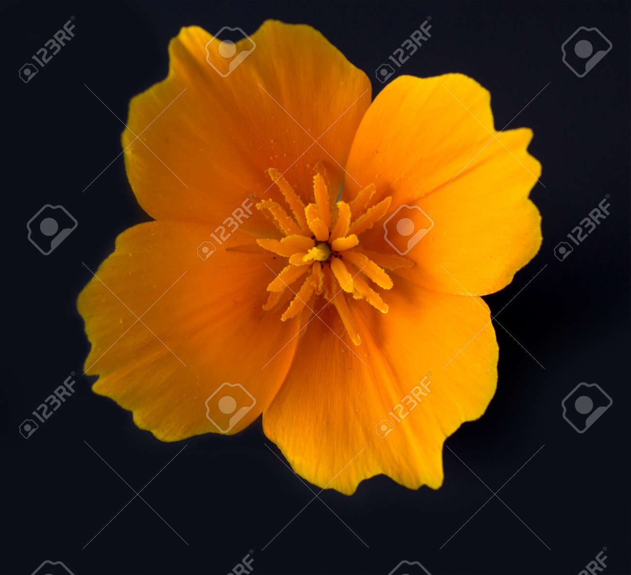 Closeup On California Poppy On Isolated On Black Background Viewed Stock Photo Picture And Royalty Free Image Image 68428519 123rf com