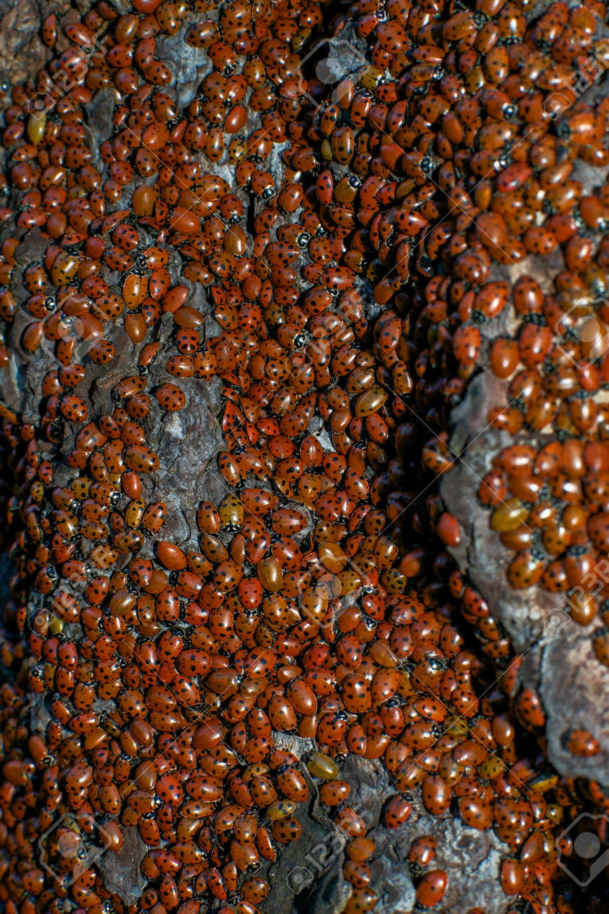 てんとう虫は 米国カリフォルニア州の冬の間に大規模な群れで収集します の写真素材 画像素材 Image