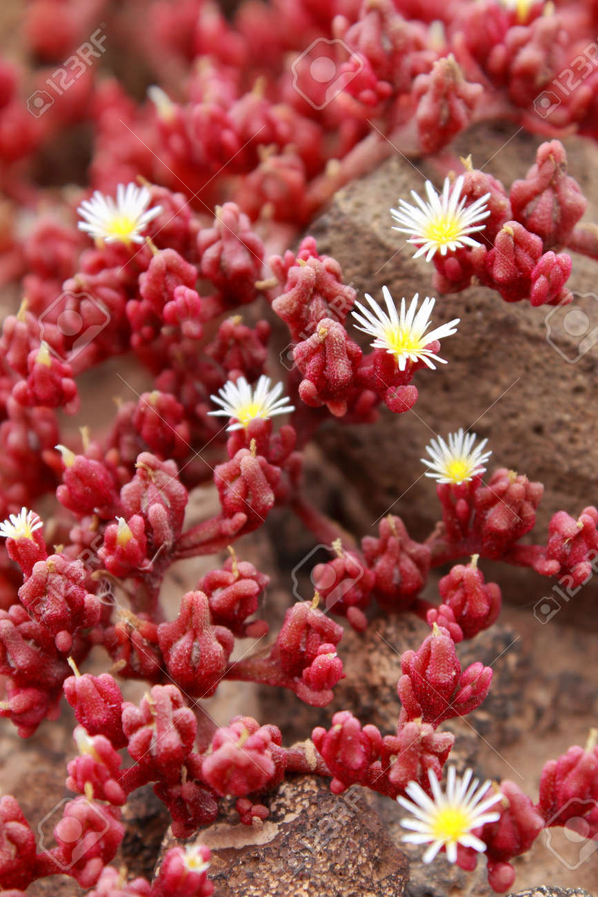 red succulents growing on a rocky surface in lanzarote spain stock