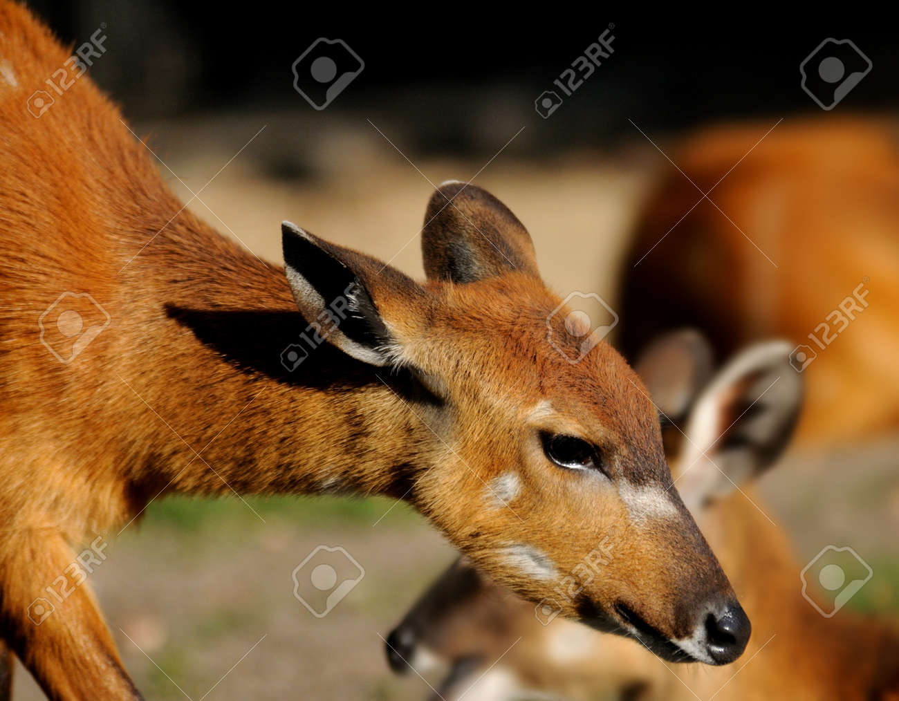 etiam-dictum-ipsum-a-felis