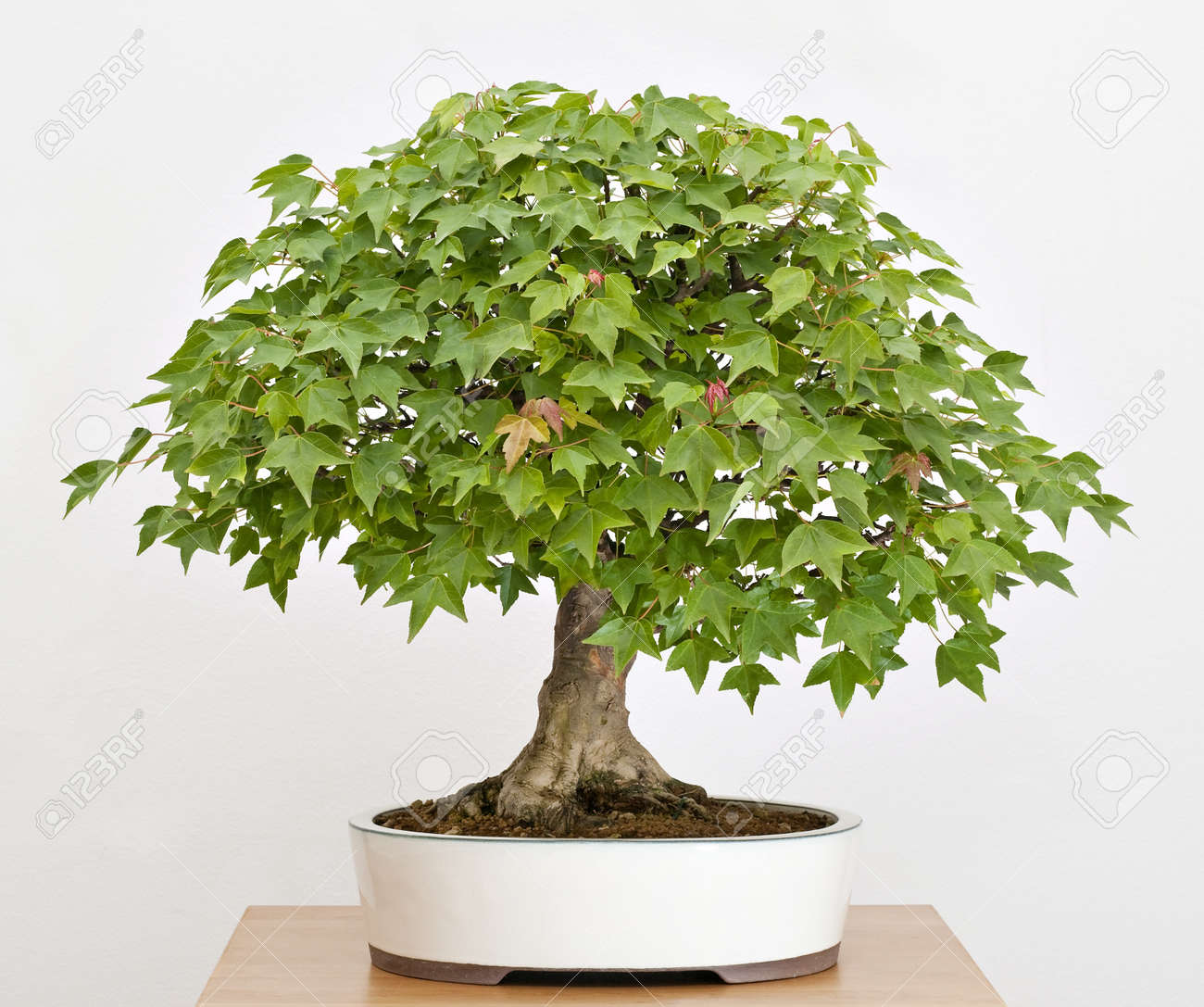 Maple Tree Bonsai Stock Photo Picture And Royalty Free Image Image