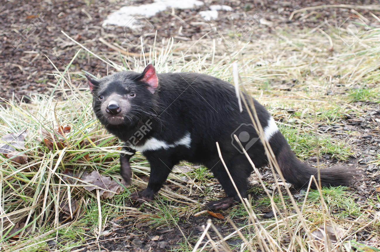 珍しいタスマニアデビル Sarcophilus Harrisii フクロネコの肉食性有袋類は オーストラリアの島タスマニア州でのみ野生で今発見しました の写真素材 画像素材 Image 珍しいタスマニアデビル Sarcophilus Harrisii フクロネコの肉食性有袋類は オーストラリアの島タスマニア州でのみ野生で今発見しました の写真素材 画像素材 Image