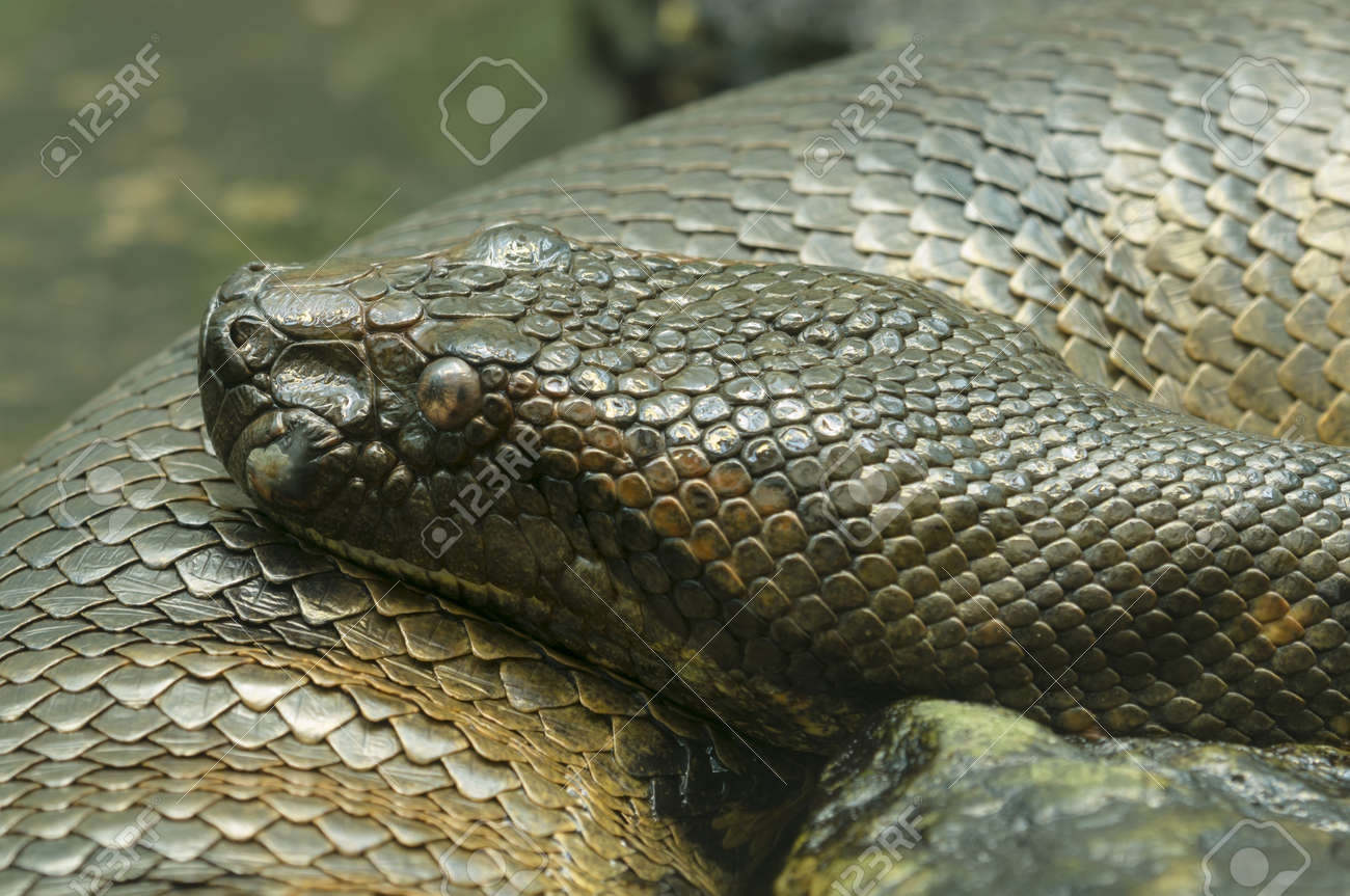 アナコンダ 画像 Anaconda 画像認識