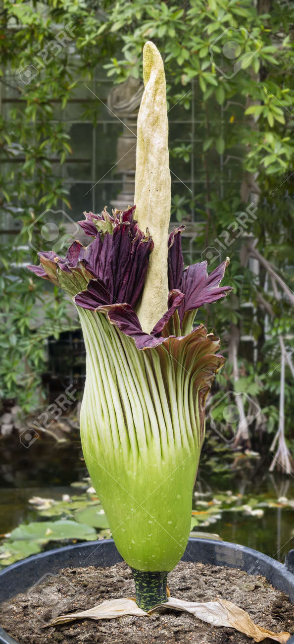 Amorphophallus Titanum Known As The Titan Arum Or Corpse Flower Stock Photo Picture And Royalty Free Image Image 19066070